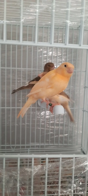 Canari tineri de vanzare