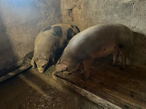 Disponibil porci de 120-130kg