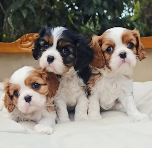 Vino să-ți iei cei mai sănătoși, iubitori și jucăuși cățeluși din rasa Cavalier King Charles  - imagine 3