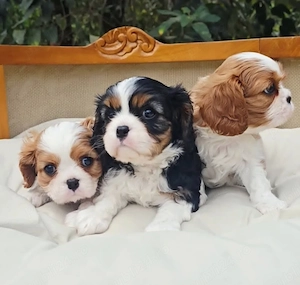 Vino să-ți iei cei mai sănătoși, iubitori și jucăuși cățeluși din rasa Cavalier King Charles  - imagine 2