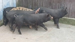 soldanei 5 bucati - imagine 3