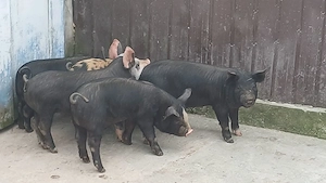 soldanei 5 bucati - imagine 2