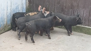 soldanei 5 bucati - imagine 4