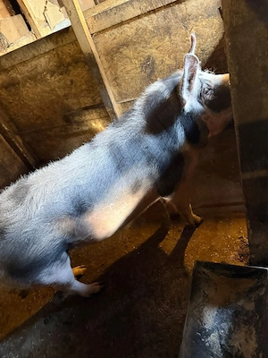 porci de vanzare - imagine 5