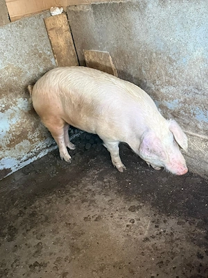 porci de vanzare - imagine 3