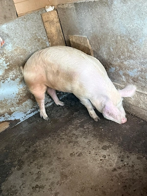 porci de vanzare - imagine 4