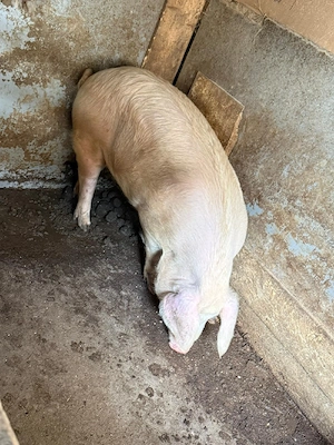 porci de vanzare - imagine 2