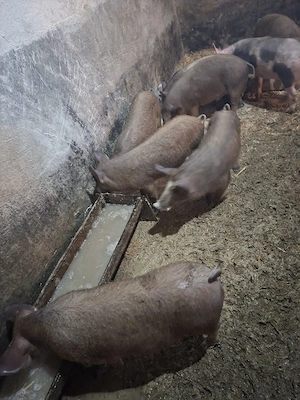 grasuni de vanzare - imagine 4