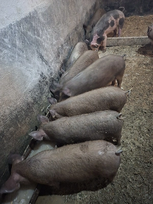 grasuni de vanzare - imagine 5