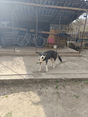 donez cățelușă - imagine 5