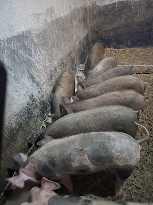 grasuni de vanzare - imagine 3