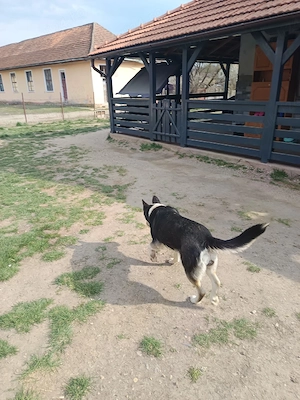 donez cățelușă - imagine 3