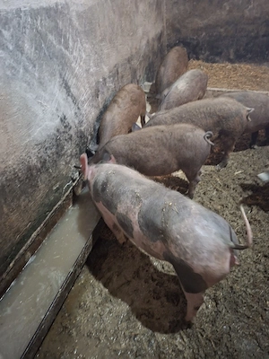 grasuni de vanzare - imagine 2