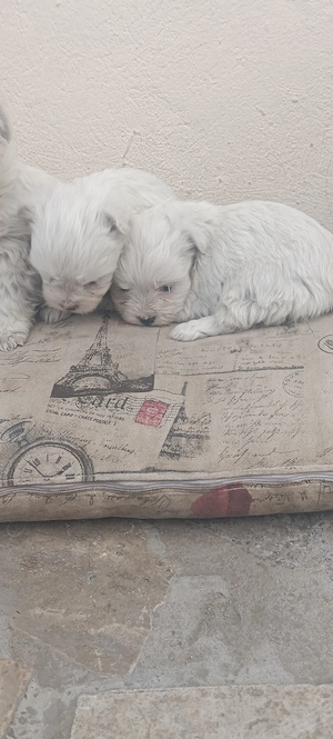 Bichoni disponibili  - imagine 4