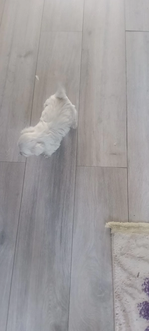 Bichoni disponibili  - imagine 2