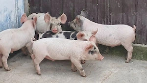 purcei 9 saptamani  - imagine 2