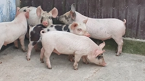 purcei 9 saptamani  - imagine 4