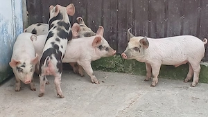 purcei 9 saptamani  - imagine 3