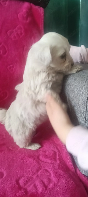 Bichoni disponibili  - imagine 3