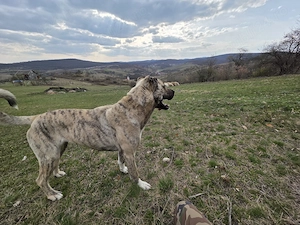 Femela superba mix kangal cu asia centrala  - imagine 2