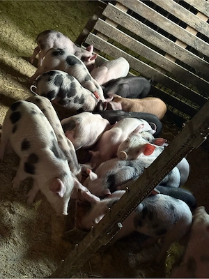 purcei de vanzare - imagine 4