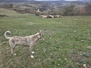 Femela superba mix kangal cu asia centrala 