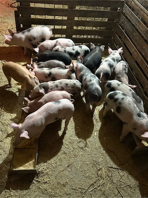 purcei de vanzare - imagine 5