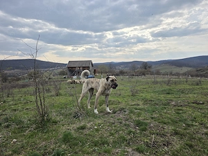 Femela superba mix kangal cu asia centrala  - imagine 3