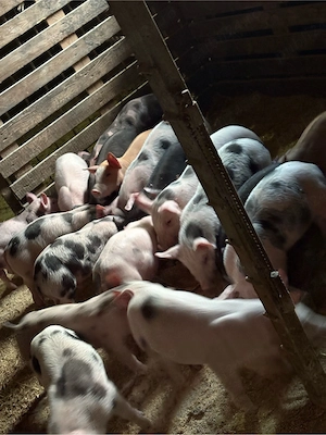 purcei de vanzare - imagine 2