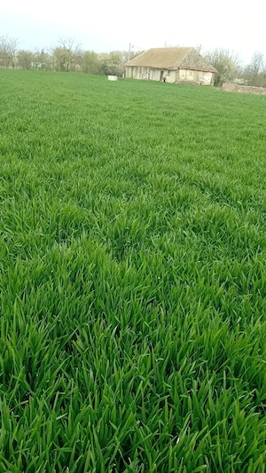 Casă de vânzare în Percosova ,Timiș!