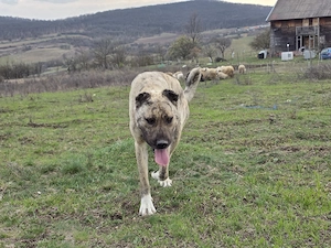 Femela superba mix kangal cu asia centrala  - imagine 5