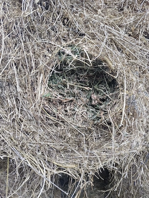 Vând baloți de lucernă