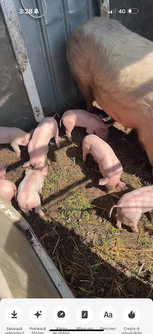 vand purcei peste 3 saptamani  - imagine 2