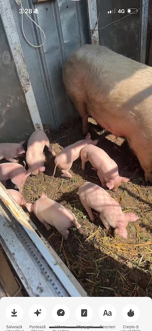 vand purcei peste 3 saptamani  - imagine 3