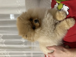 Pomeranian mascul de 6 luni cu pedigree FCI - imagine 4