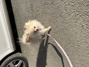 Femelă pomeranian de 7 luni cu pedigree - imagine 3