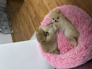 Femelă pomeranian de 7 luni cu pedigree - imagine 5