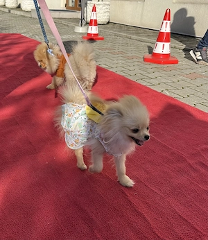 Femelă pomeranian de 7 luni cu pedigree