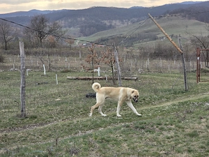 Mascul Ciobanesc turcesc-Kangal  - imagine 4