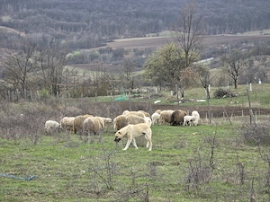 Mascul Ciobanesc turcesc-Kangal  - imagine 2