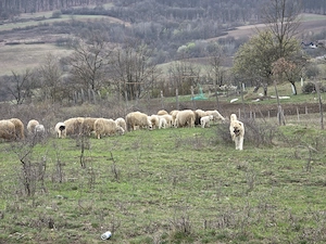 Mascul Ciobanesc turcesc-Kangal  - imagine 3