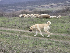 Mascul Ciobanesc turcesc-Kangal  - imagine 5
