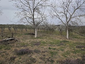 Vand teren intravilan - imagine 4