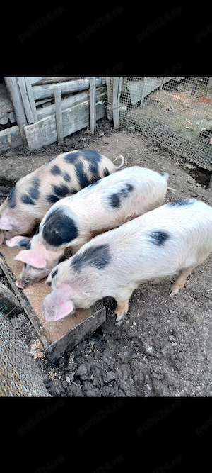 Vând purcei de 3 luni