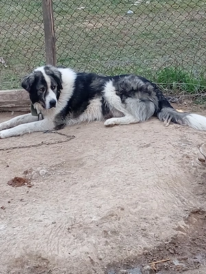 de vânzare un cîne de Bucovina 