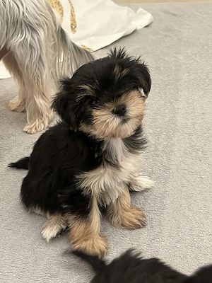 Pui Yorkshire Terrier - imagine 2