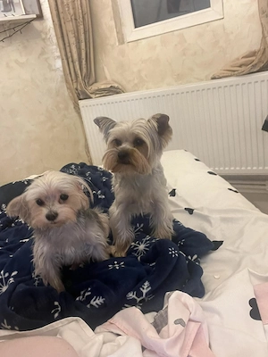 Pui Yorkshire Terrier