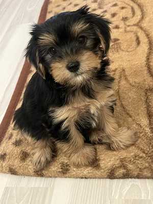 Pui Yorkshire Terrier - imagine 3