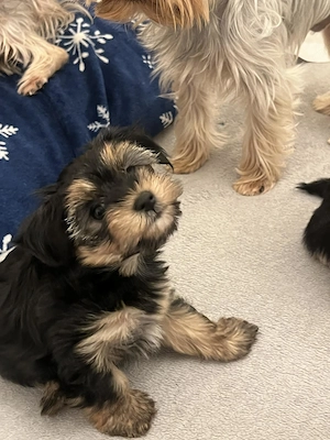 Pui Yorkshire Terrier - imagine 4