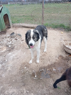 de vânzare un cîne de Bucovina  - imagine 3